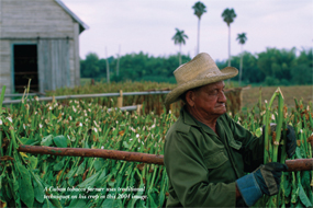 A Cuban tobacco farmer uses traditional techniques on his crop in this 2004 image.