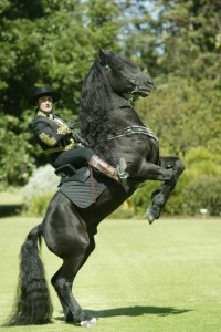 GOTRH Black horse stand