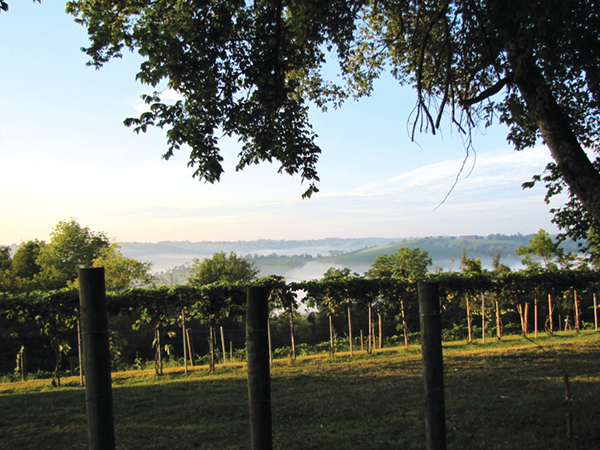 vineyard 2014