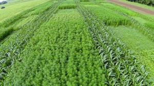 Hemp in fiber trials at the University of Kentucky College of Agriculture, Food and Environment.