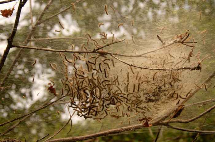 Building of eastern tent caterpillar nest in summer time.