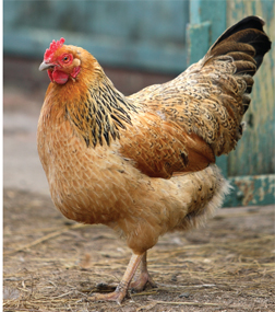 University of Kentucky economics say the increased export of chicken and the popularity of chicken at fast-food outlets have pushed poultry ahead of the horse industry in Kentucky.