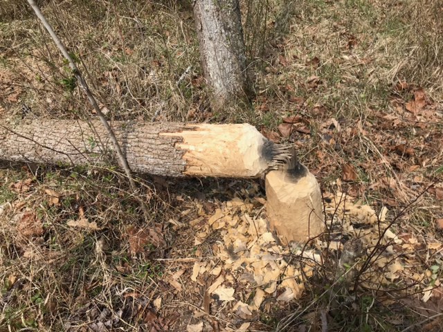About 1,000 Kentucky Power customers lost power when a tree gnawed through by a beaver fell and tripped a circuit.