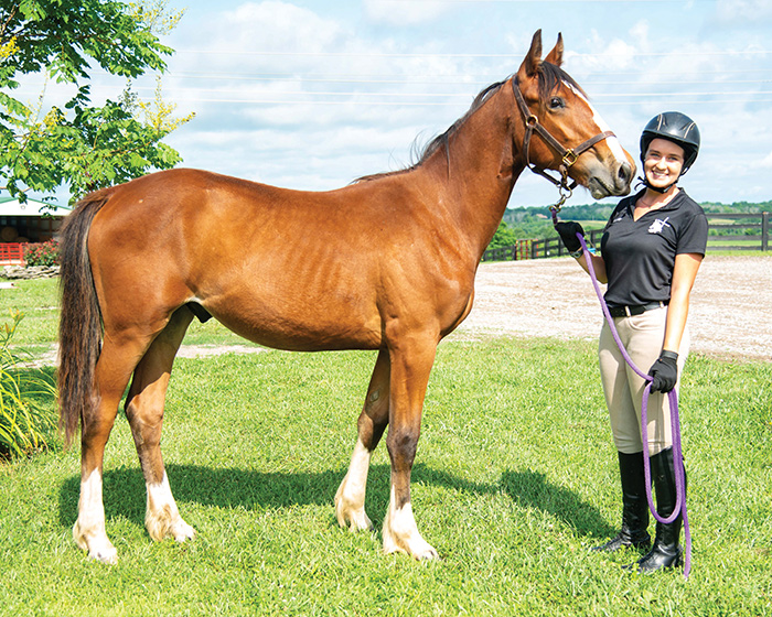 Retired Horse Stablesamerican Meadow