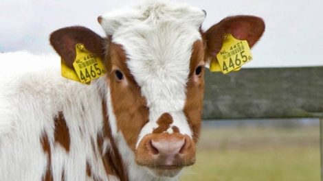 cattle electronic ear tags
