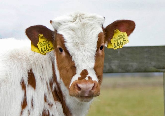 cattle electronic ear tags