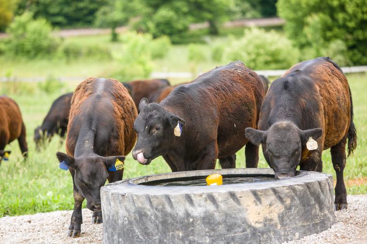 ky livestock beef producers ag