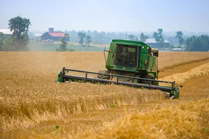 wheat yields