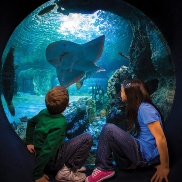 The Newport Aquarium at Newport on the Levee has thousands of animals from around the world in a million gallons of water. It attracts approximately 700,000 guests annually. 