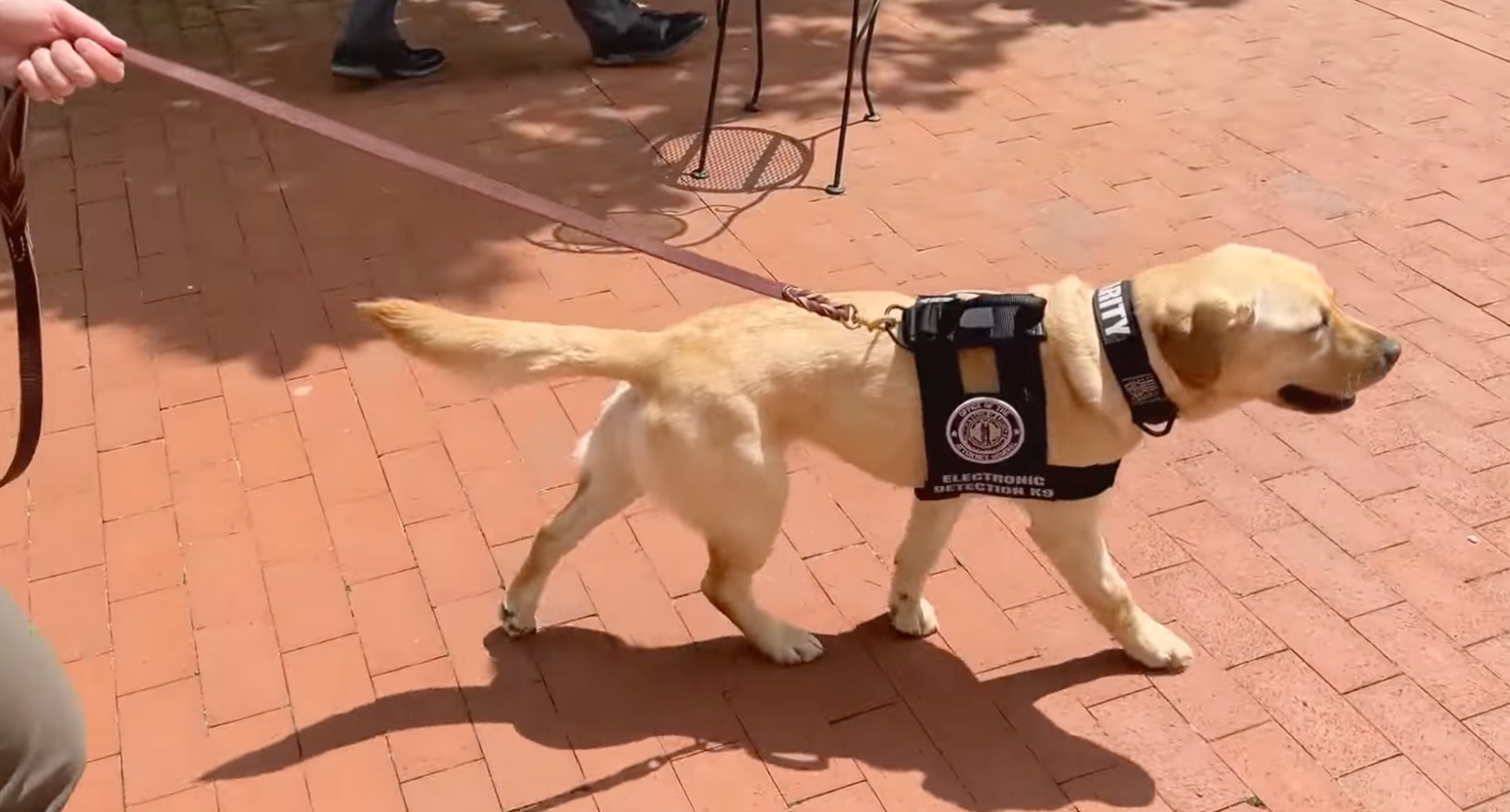 New K9 officer trained to sniff out devices tied to child sex abuse - Lane  Report | Kentucky Business & Economic News