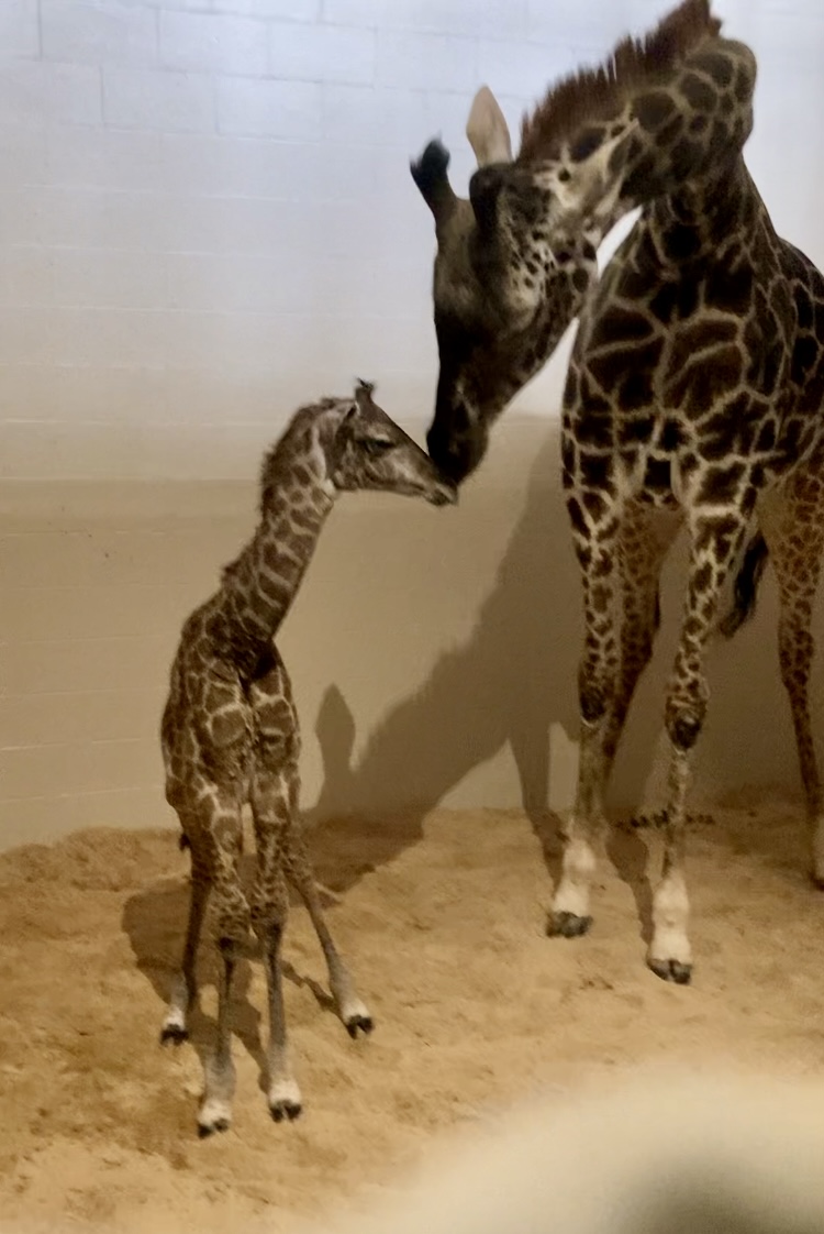 Louisville Zoo Celebrates Another Birth