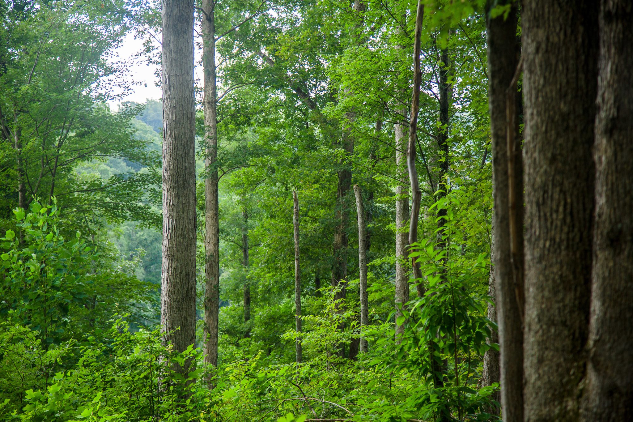 Ky’s forest product economy is growing with sustainable practices