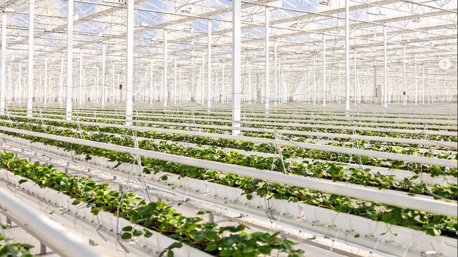 Bosch Berries opens M greenhouse with 28 jobs in Pulaski