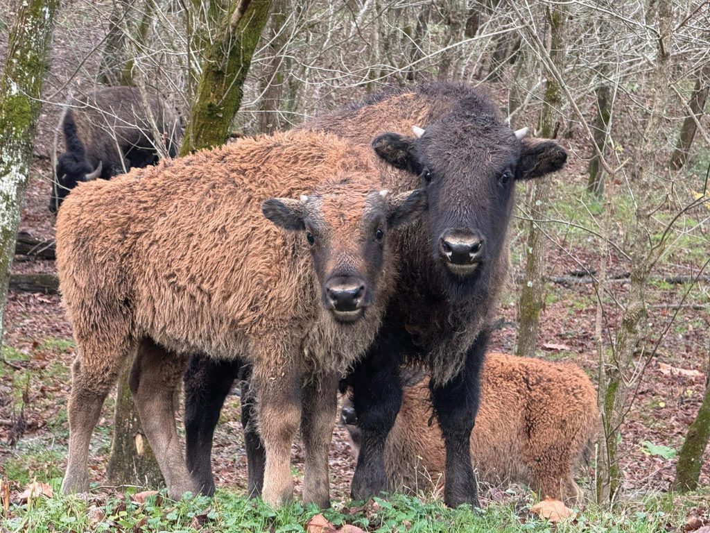 Exploring Kentucky: Park It in the Wintertime