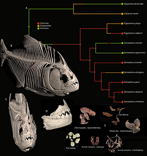 Student-driven research at WKU leads to publication on piranha bite strength