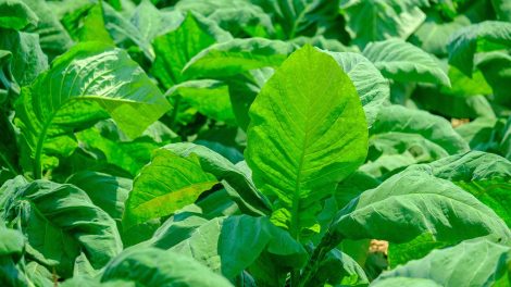 $2M Altria gift establishes Endowed Chair in Tobacco Growers Sustainability  at UK - Lane Report